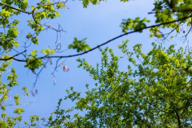 İlkbaharda ağaçlar gökyüzüne karşı.