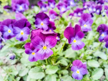 Baharda bahçede menekşeler.