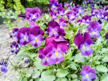 Baharda bahçede menekşeler.