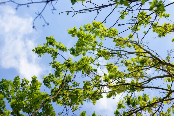 Árvores Primavera Contra Céu — Fotografia de Stock