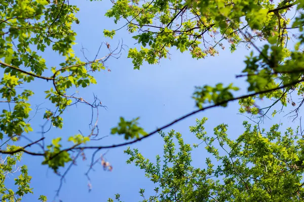 Árvores Primavera Contra Céu — Fotografia de Stock