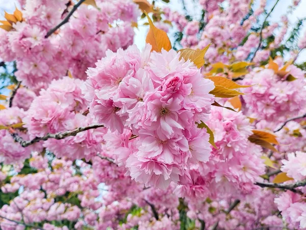 Exuberante Flor Rosa Sakura Árbol — Foto de Stock
