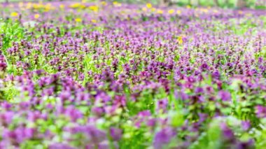 Lamium L. Ormandaki arazide..