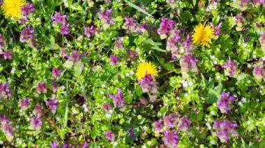 Lamium ve karahindiba ormandaki bir tarlada. 