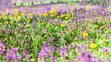 Lamium ve karahindiba ormandaki bir tarlada