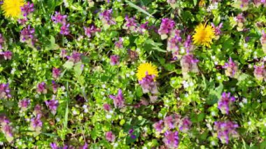 Lamium ve karahindiba ormandaki bir tarlada