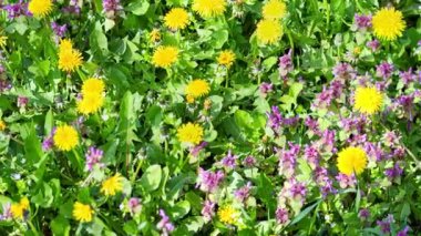 Lamium ve karahindiba ormandaki bir tarlada