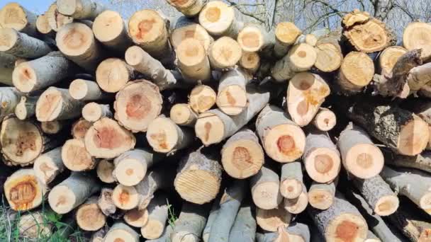 Logfilerne Stablet Til Transport Tekstur Træet Snittet – Stock-video