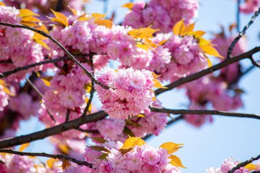 Sokaktaki Sakura ağacı.