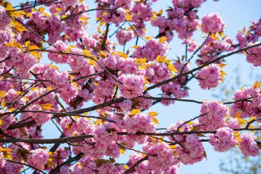 Sokaktaki Sakura ağacı.