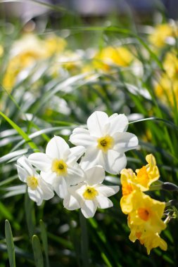 Bahçedeki beyaz ve sarı nergisler.