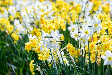 Bahçedeki beyaz ve sarı nergisler.