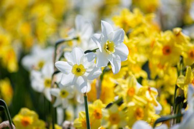 Bahçedeki beyaz ve sarı nergisler.