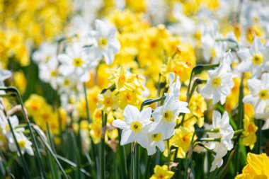 Bahçedeki beyaz ve sarı nergisler.