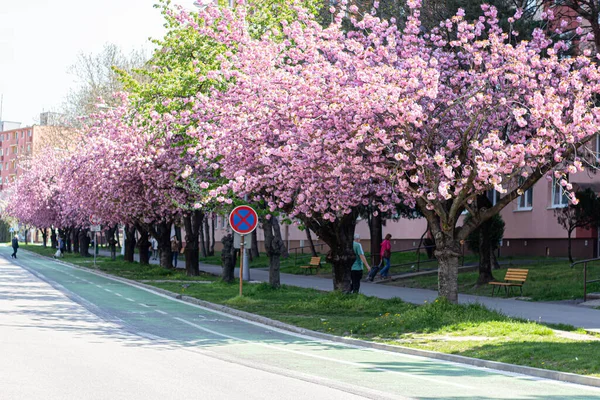街上的樱花小巷 — 图库照片