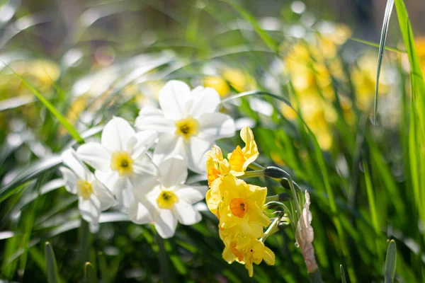 Weiße Und Gelbe Narzissen Garten — Stockfoto