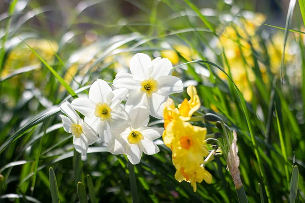 Weiße Und Gelbe Narzissen Garten — Stockfoto