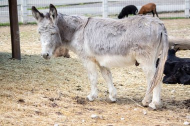Çiftlikteki üzgün eşek..