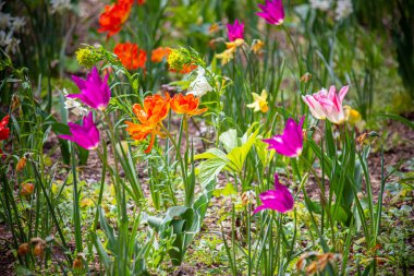 Bahçedeki farklı renklerde laleler.