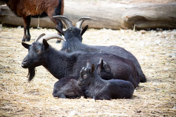 Black goats are resting on the farm.