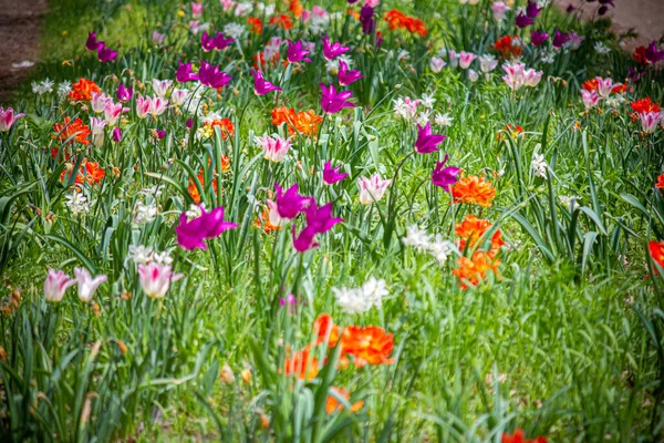 Tulips Different Colors Garden — Stock Photo, Image