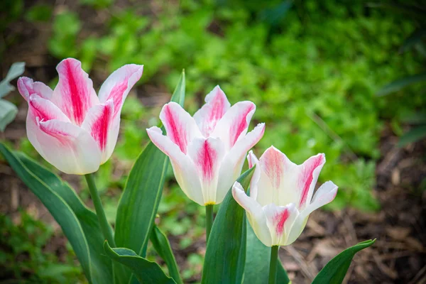 Light pink tulips in the garden.