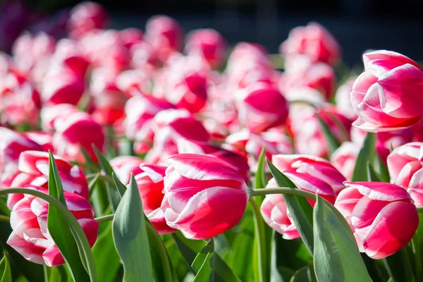 Tulipanes Rosados Blancos Una Flor — Foto de Stock