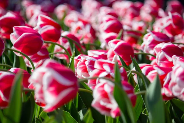 Różowe Białe Tulipany Kwiatach — Zdjęcie stockowe