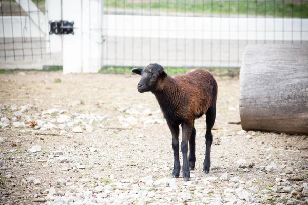 農場の若い羊 — ストック写真
