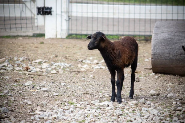 Çiftlikte Genç Bir Koyun — Stok fotoğraf