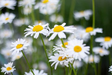 Bahçedeki papatya çiçekleri, kapatın..