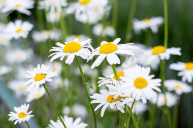 Bahçedeki papatya çiçekleri, kapatın..