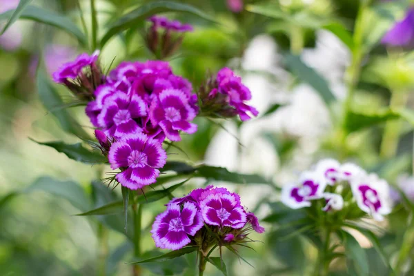 stock image Purple Dianthus flowers in the garden.