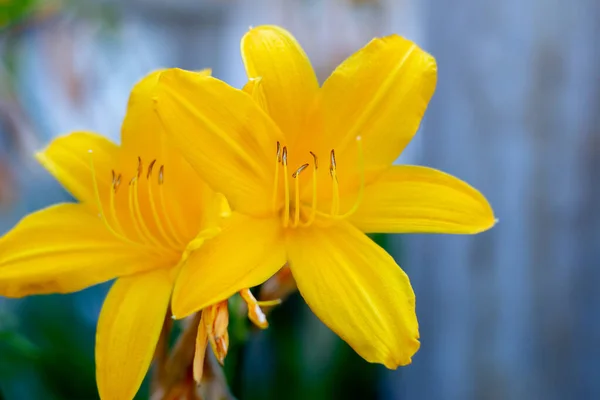 Гемерокалліс Жовтий Виростає Саду — стокове фото