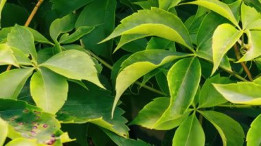 Yazın yeşil yapraklarla kaplı bir duvar.