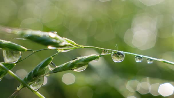 Dew Drops Green Grass Close — Stock Video
