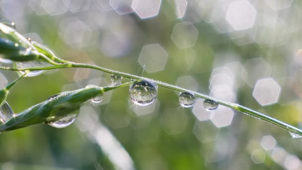 Dew Drops Green Grass Close — 图库视频影像