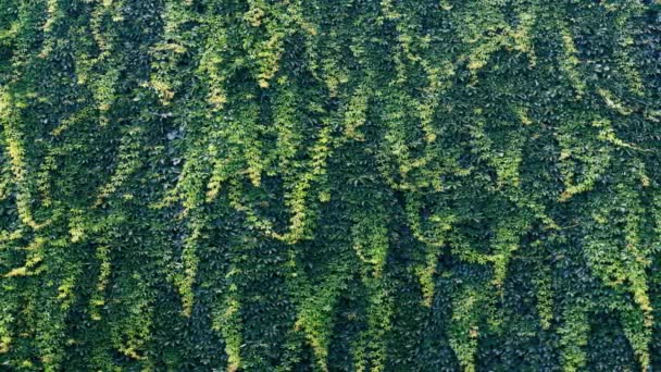 Ściana Pokryta Zielonymi Liśćmi Lecie — Wideo stockowe