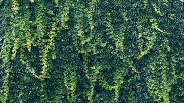 Τοίχος Καλυμμένος Πράσινα Φύλλα Καλοκαίρι — Αρχείο Βίντεο