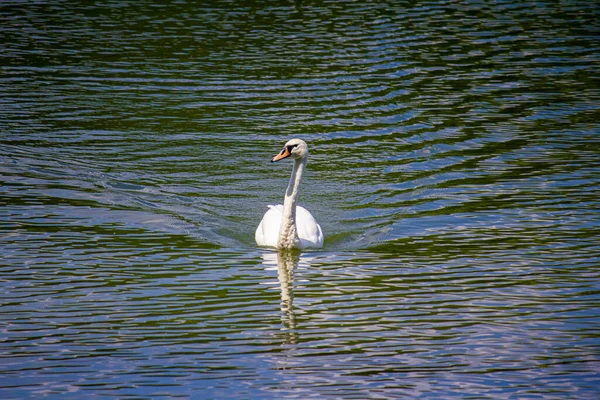 Одинокий Лебедь Плавает Воде — стоковое фото