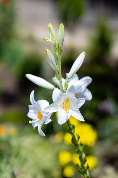 White Lilium Candidum Garten — Stockfoto