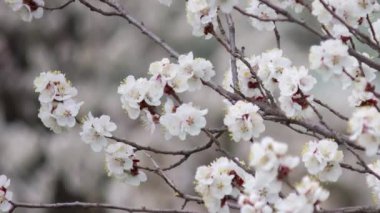 İlkbaharın başında kiraz çiçeği açar.