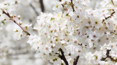 İlkbaharın başında kiraz çiçeği açar.