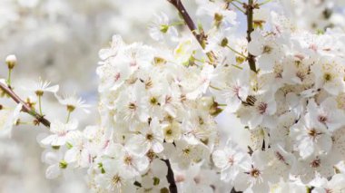 İlkbaharın başında kiraz çiçeği açar.