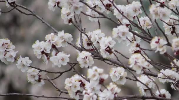 Kwiat Śliwki Wiśniowej Wczesną Wiosną — Wideo stockowe