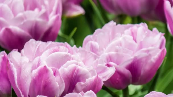 Tulipanes Primavera Parterre — Vídeo de stock