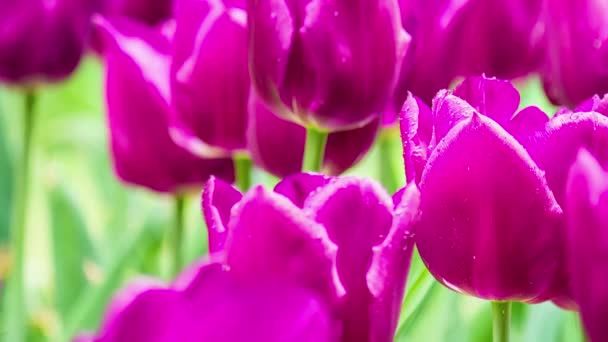 Tulipany Wiosną Kwietniku — Wideo stockowe