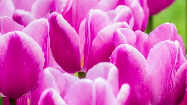 Tulipany Wiosną Kwietniku — Wideo stockowe