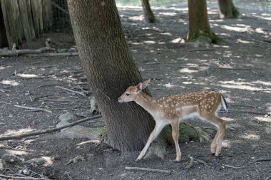 Hayvanat bahçesindeki vahşi yumurta geyiği.