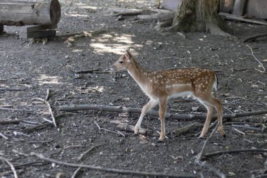 Hayvanat bahçesindeki vahşi yumurta geyiği.